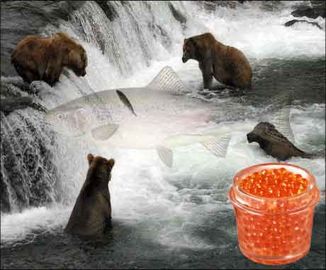 Red Russian caviar is a national delicacy. Red Russian caviar is a traditional Russian chaser
